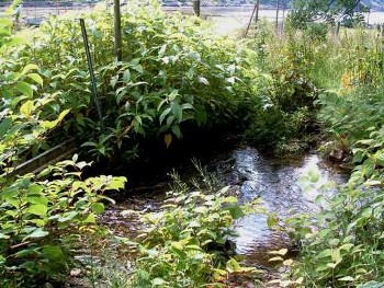 Japanese knotweed growing along a sea trout spawning burn in SW Ross